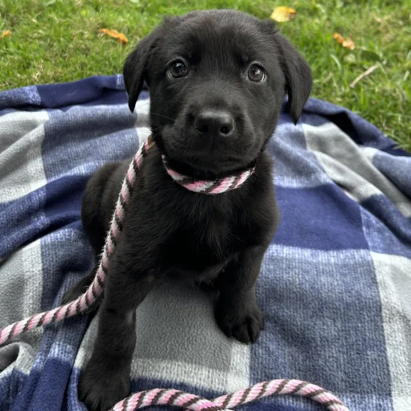 A baby large-sized male Black Labrador Retriever dog named Butternut squash soup for adoption in Hinsdale, IL