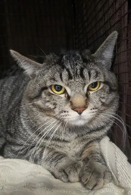 A young small-sized male Domestic Short Hair cat named Slink for adoption in Tucson, AZ