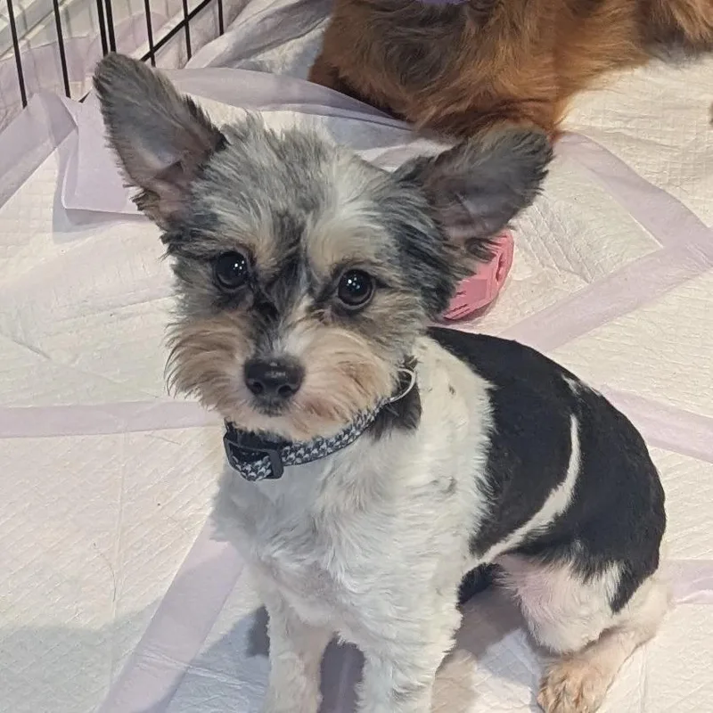 An adult small-sized female Black Mixed Breed dog named Pepper for adoption in Fairport, NY