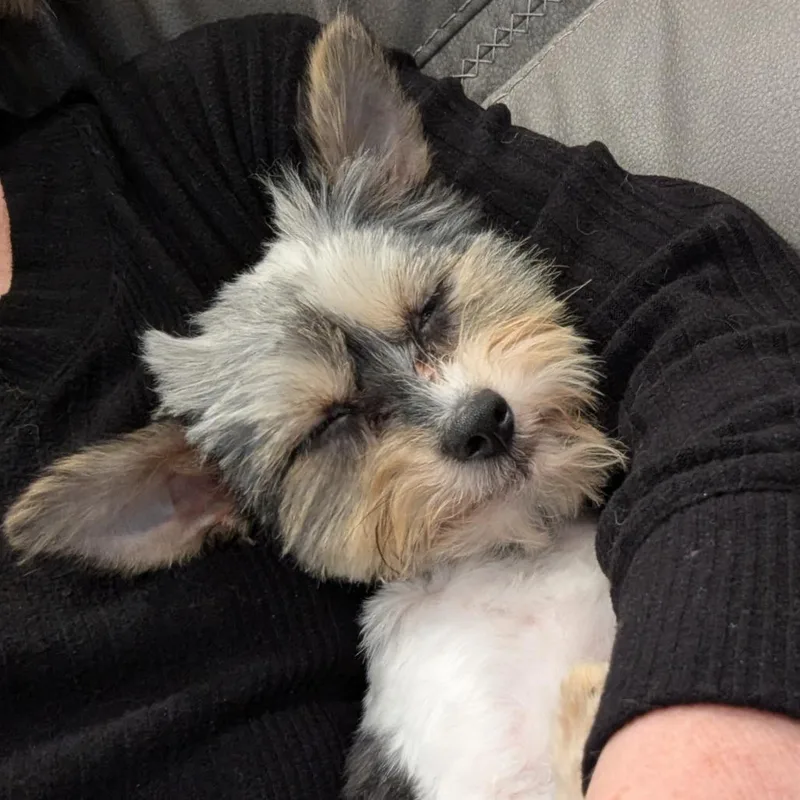 Pepper thumbnail 3