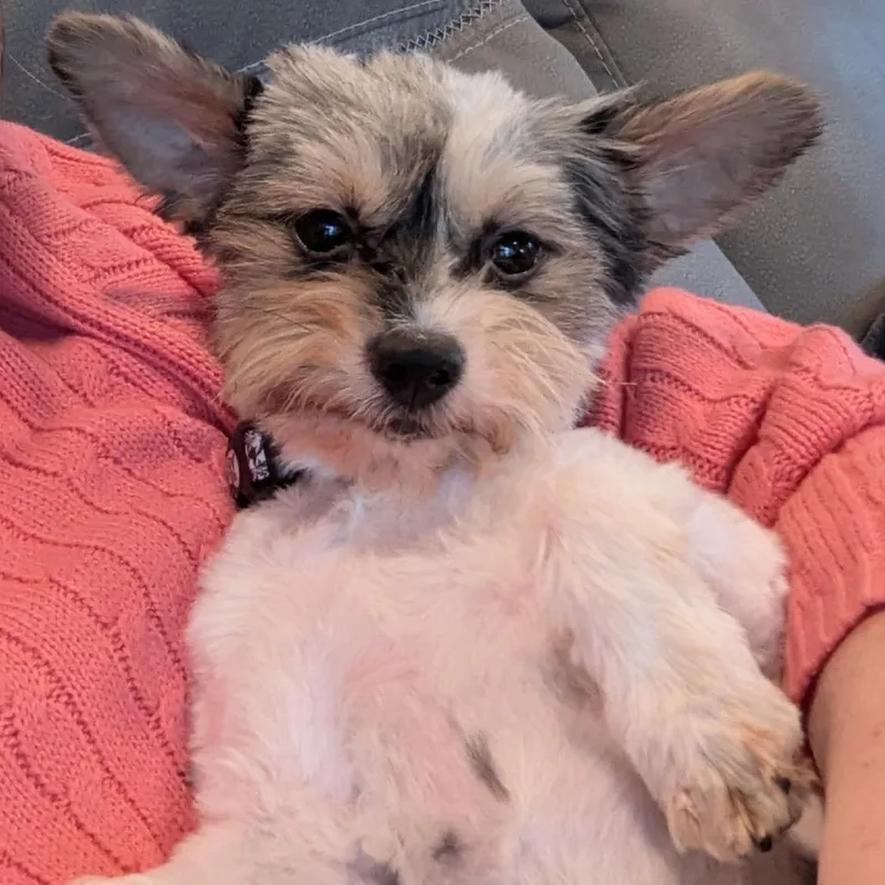 Pepper thumbnail 5