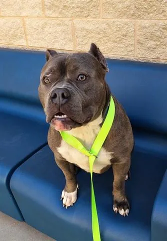 A young large-sized male Pit Bull Terrier dog named Crow for adoption in Dayton, OH