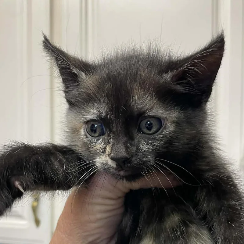 A baby small-sized female Tortoiseshell Domestic Short Hair cat named Peaches for adoption in Hemet, CA