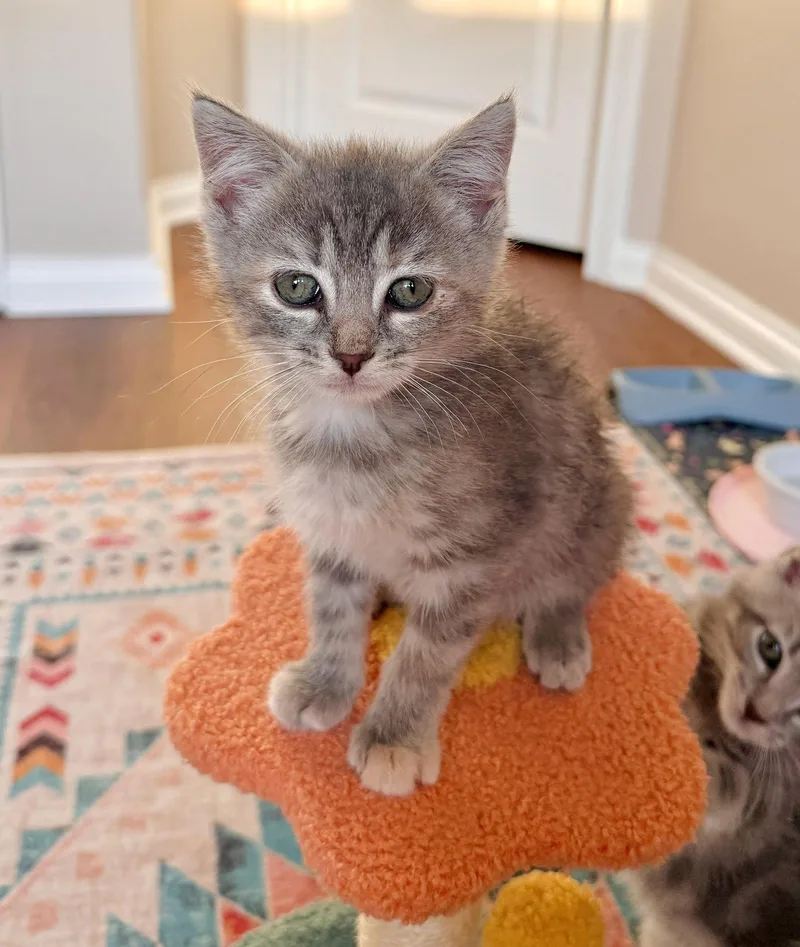 A baby medium-sized female Domestic Short Hair cat named Mabel for adoption in Georgetown, KY