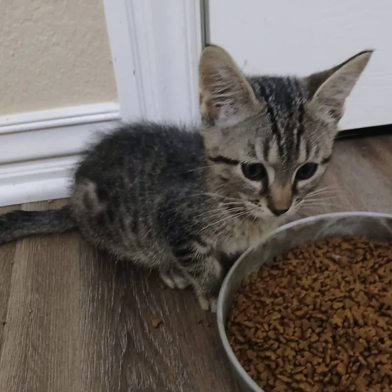 A baby small-sized male Tabby (Buff / Tan / Fawn) Domestic Short Hair cat named Pawnee for adoption in Bentonville, AR
