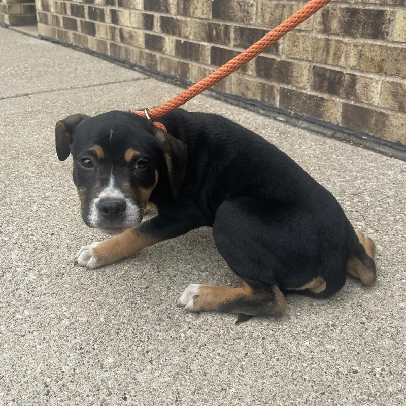 A baby small-sized male Black Mixed Breed dog named Hansel for adoption in Saint John, IN