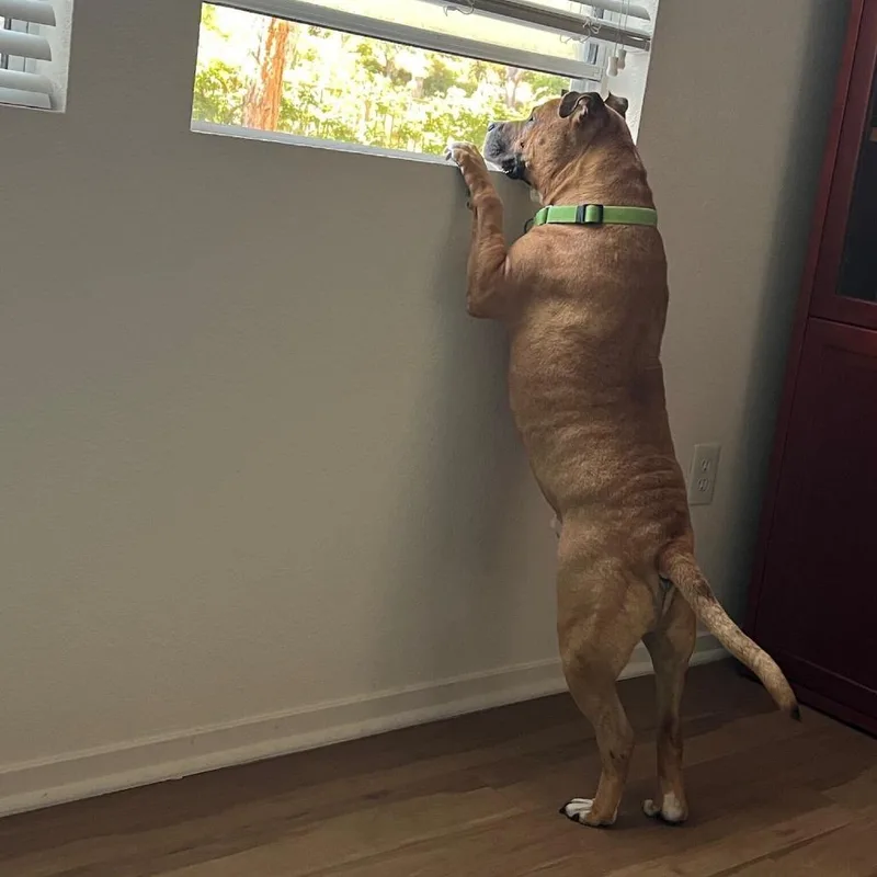 A senior large-sized male Brown / Chocolate Mixed Breed dog named Ramon for adoption in San Diego, CA