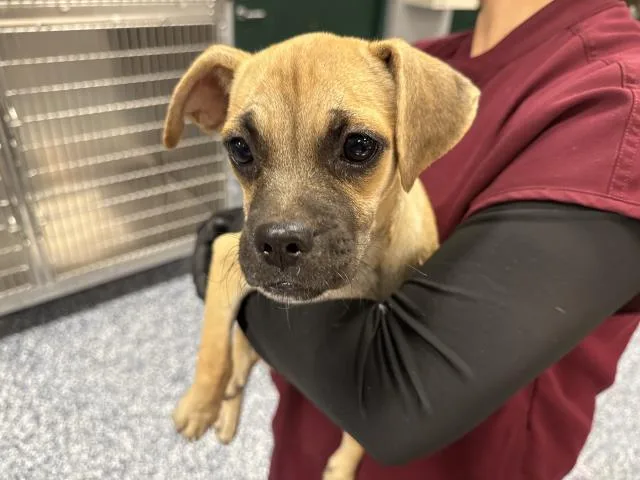 A baby small-sized female Chihuahua dog named Molly for adoption in Thousand Palms, CA