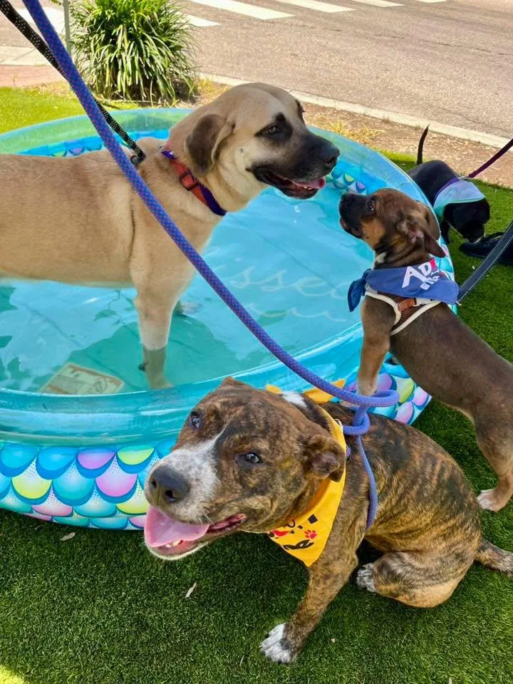 A young large-sized female Yellow / Tan / Blond / Fawn Black Mouth Cur dog named Cleo for adoption in Gulfport, MS