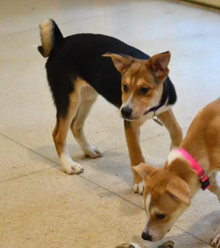 A baby medium-sized female Jack Russell Terrier dog named Poppy for adoption in Germantown, TN