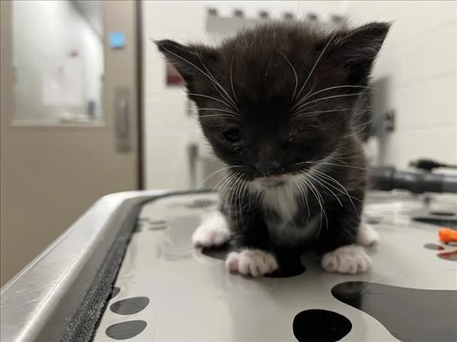 A baby medium-sized male Domestic Short Hair cat named Petey for adoption in Derwood, MD