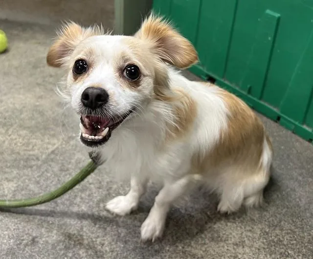 An adult small-sized male Chihuahua dog named Cashew for adoption in Springfield, MA