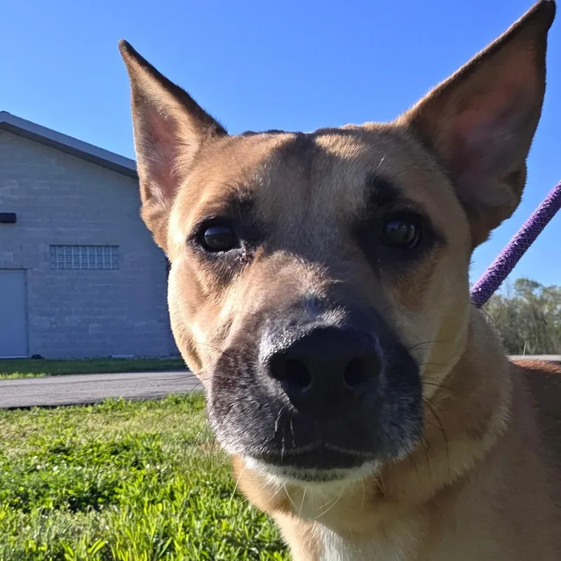 An adult medium-sized male Yellow / Tan / Blond / Fawn Shepherd dog named Ray Ray for adoption in Bristol, IN
