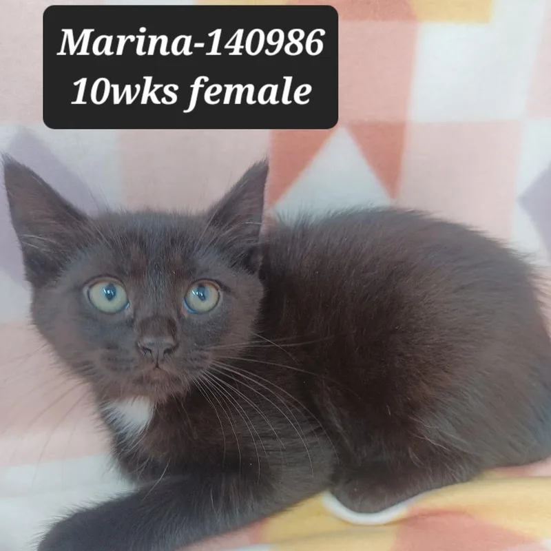 A baby small-sized female Domestic Short Hair cat named Marina for adoption in New Tazewell, TN