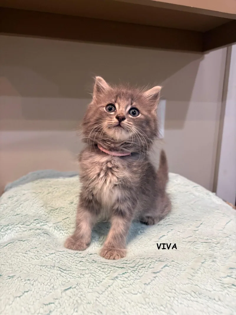 Viva