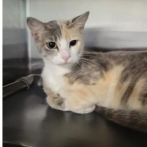 A young small-sized female Calico Domestic Short Hair cat named Jellybean for adoption in New York, NY