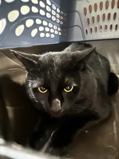 A young medium-sized male Domestic Short Hair cat named Ben for adoption in Boston, MA