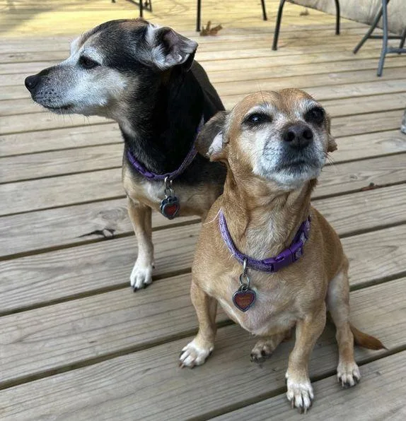 A senior medium-sized female Chihuahua dog named Lucy Nason for adoption in Boonton, NJ