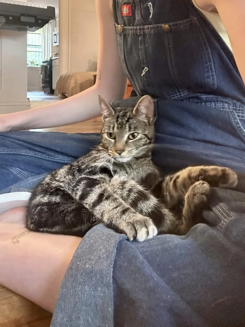 A young medium-sized female Tabby (Brown / Chocolate) Domestic Short Hair cat named Loretta for adoption in Weehawken, NJ