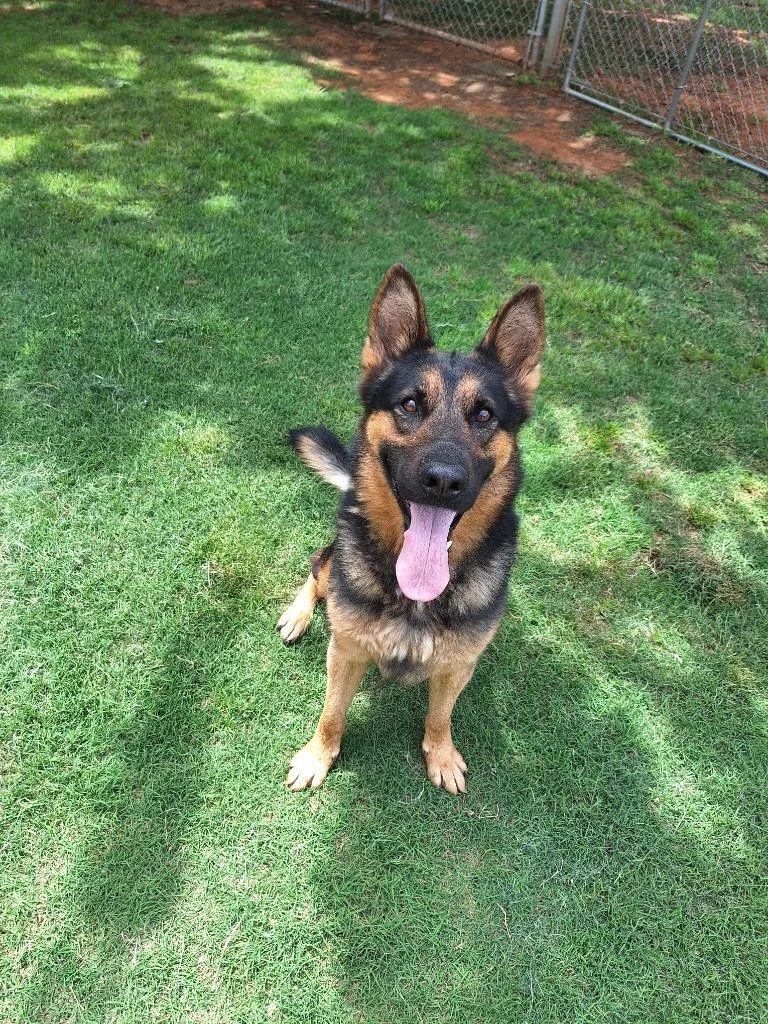 A young medium-sized female German Shepherd Dog dog named Amara for adoption in Noble, OK