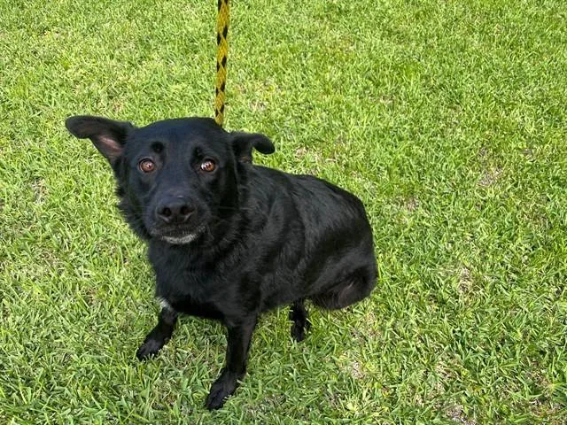 An adult medium-sized female Australian Cattle Dog / Blue Heeler dog named Brie for adoption in Garland, TX