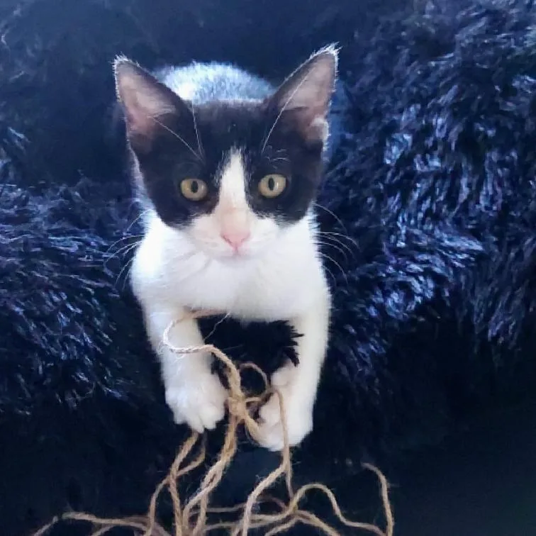 An adult small-sized female Domestic Short Hair cat named Joy for adoption in Aiea, HI