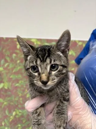 A young small-sized male Domestic Short Hair cat named Nikolai for adoption in San Antonio, TX