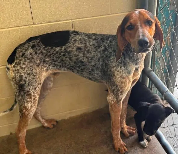 A young medium-sized male Tricolor (Brown, Black, & White) Treeing Walker Coonhound dog named Mustard for adoption in Lexington, MA