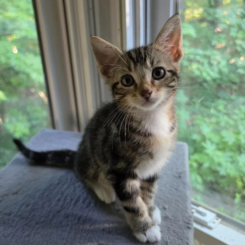 A baby small-sized male Tabby (Buff / Tan / Fawn) Domestic Short Hair cat named Sokka for adoption in Bentonville, AR