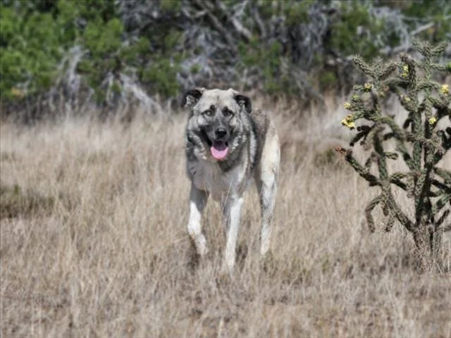 An adult large-sized male Mixed Breed dog named Cheetah for adoption in Santa Fe, NM