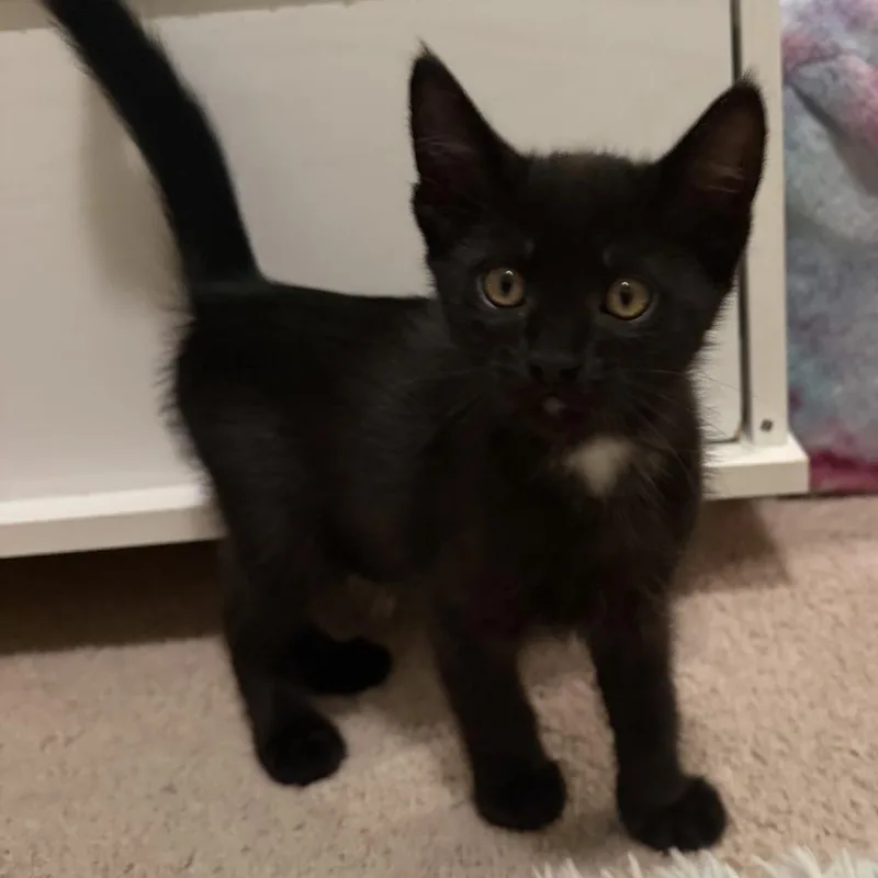 A baby small-sized female Black Domestic Short Hair cat named Gamora for adoption in Pleasanton, CA