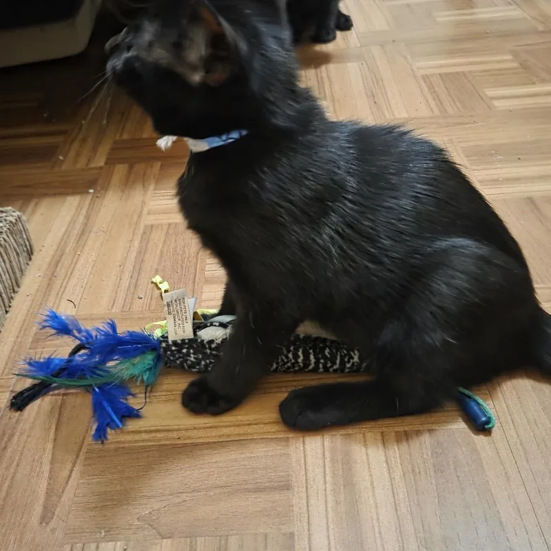 A baby small-sized male Black Domestic Short Hair cat named Mowgli for adoption in Buffalo, MN