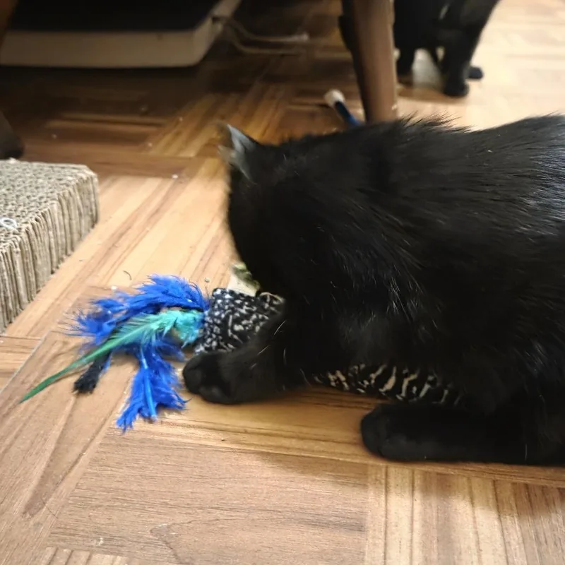 Mowgli thumbnail 2