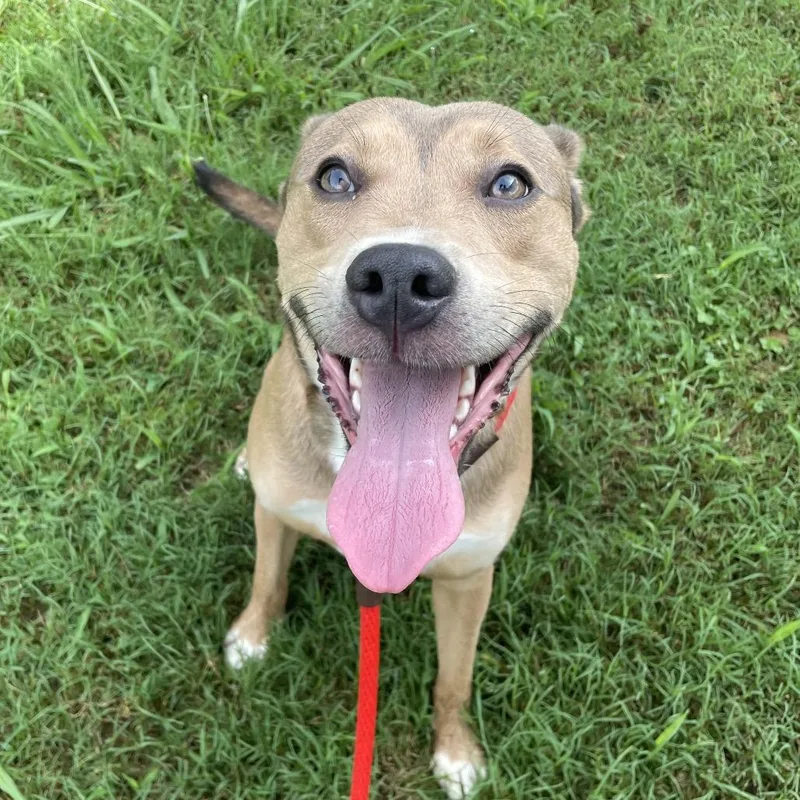 An adult medium-sized male Yellow / Tan / Blond / Fawn Mixed Breed dog named Dodger for adoption in Chattanooga, TN
