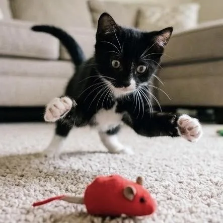 A baby small-sized female Domestic Short Hair cat named Sabrina for adoption in Bentonville, AR