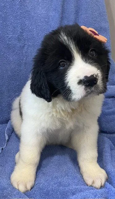 A baby large-sized female Great Pyrenees dog named Dahlia for adoption in Newport, KY