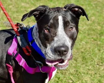 Scarlett thumbnail 3