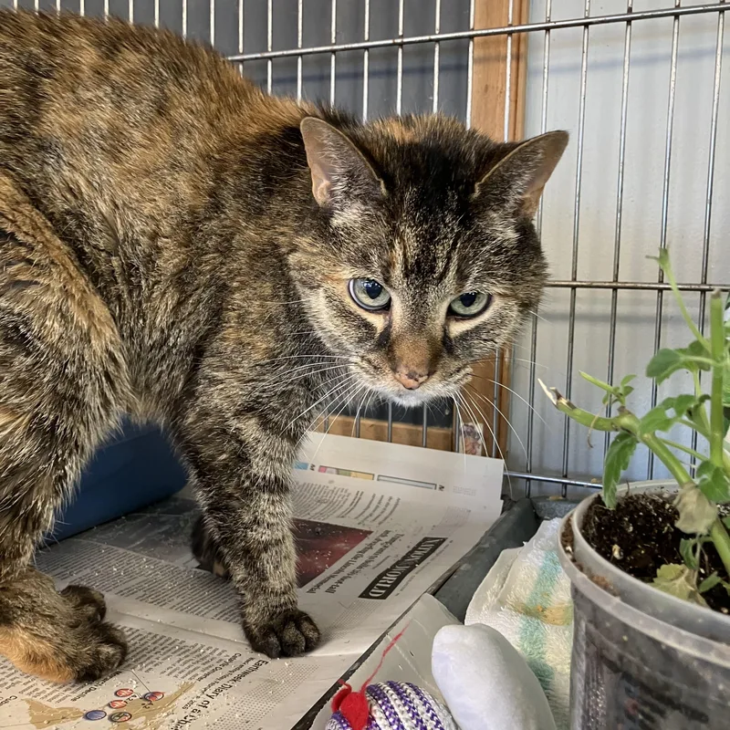 A senior medium-sized female Tortoiseshell Domestic Short Hair cat named Annie for adoption in Parma, OH