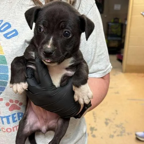A baby small-sized female Black Mixed Breed dog named Wisconsin for adoption in Gadsden, AL