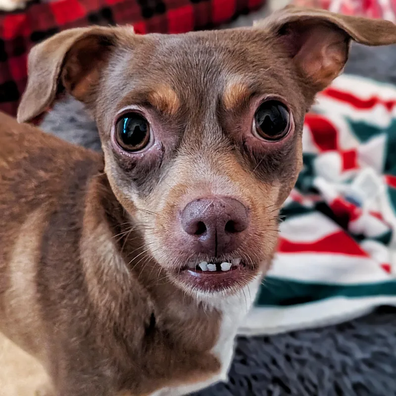 An adult small-sized female Bicolor Chihuahua dog named Baby And Birdie for adoption in Eustis, FL