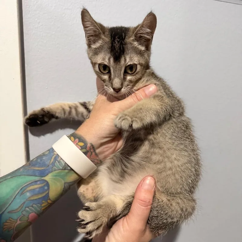 A baby small-sized female Brown / Chocolate Domestic Short Hair cat named Natalia for adoption in Simi Valley, CA