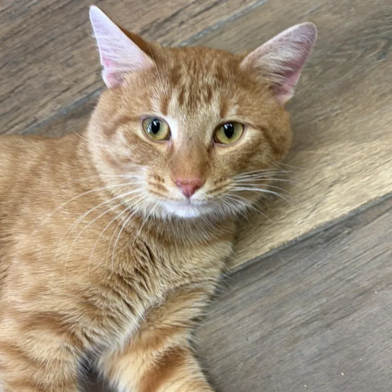 An adult large-sized male Orange / Red Domestic Short Hair cat named Fiorino for adoption in Normal, IL