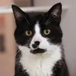 An adult large-sized male Black & White / Tuxedo Domestic Short Hair cat named Luke Skywalker for adoption in Hilliard, OH