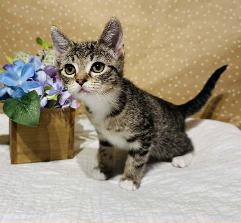 A baby small-sized female Domestic Short Hair cat named Storm for adoption in Groveland, MA