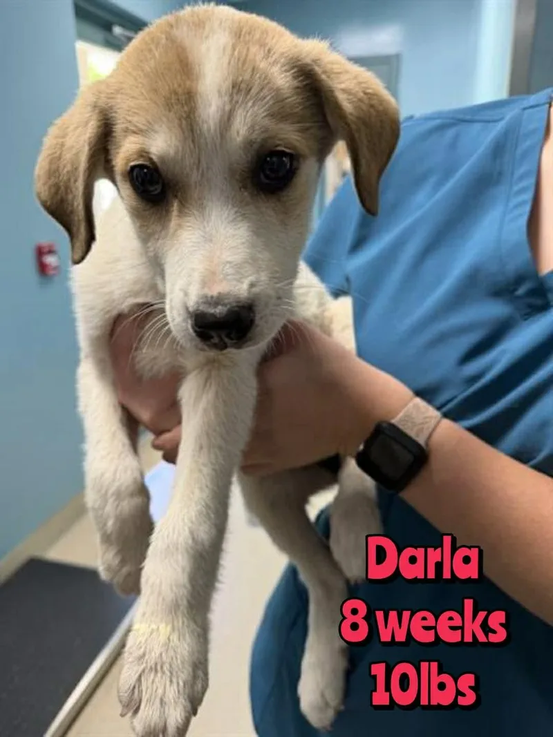 A baby medium-sized female Mixed Breed dog named Darla for adoption in Holbrook, NY