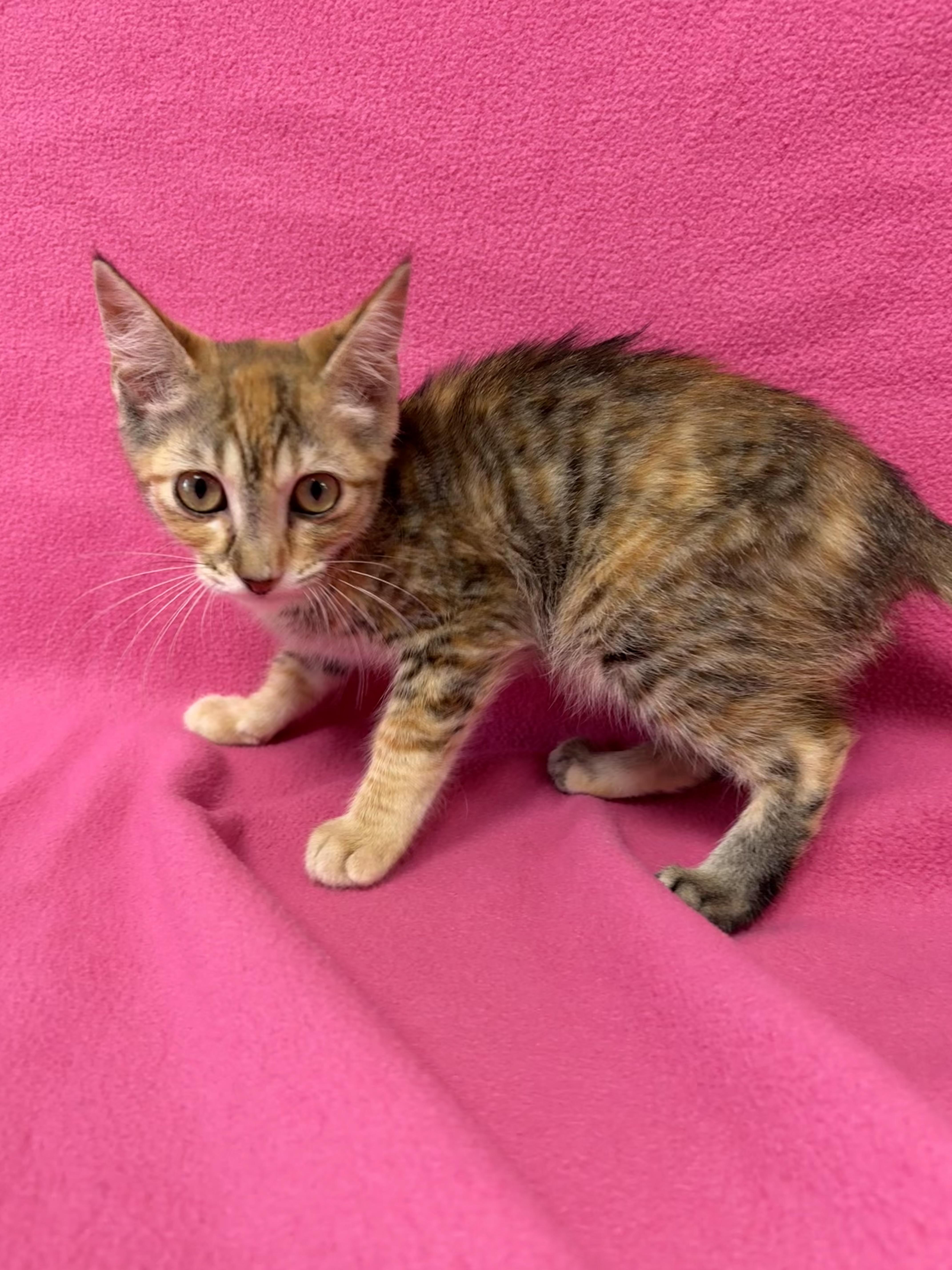 A baby medium-sized female Torbie Domestic Short Hair cat named Loquat for adoption in Valdosta, GA
