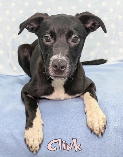 A baby small-sized female Pit Bull Terrier dog named Clink for adoption in Mason, MI