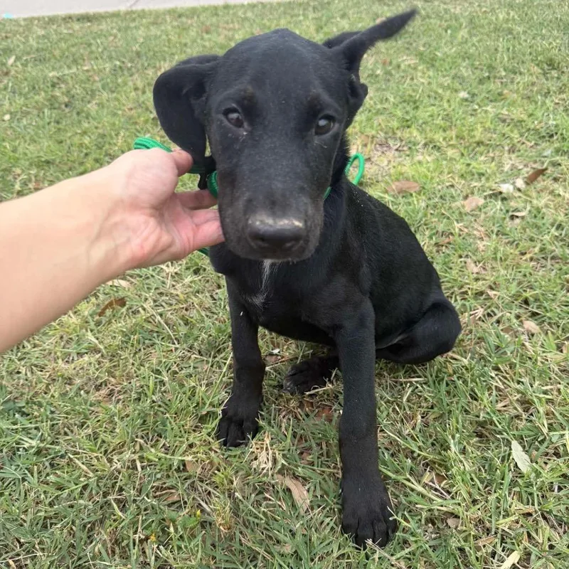 A baby medium-sized male Black Australian Cattle Dog / Blue Heeler dog named Orion for adoption in Aledo, TX