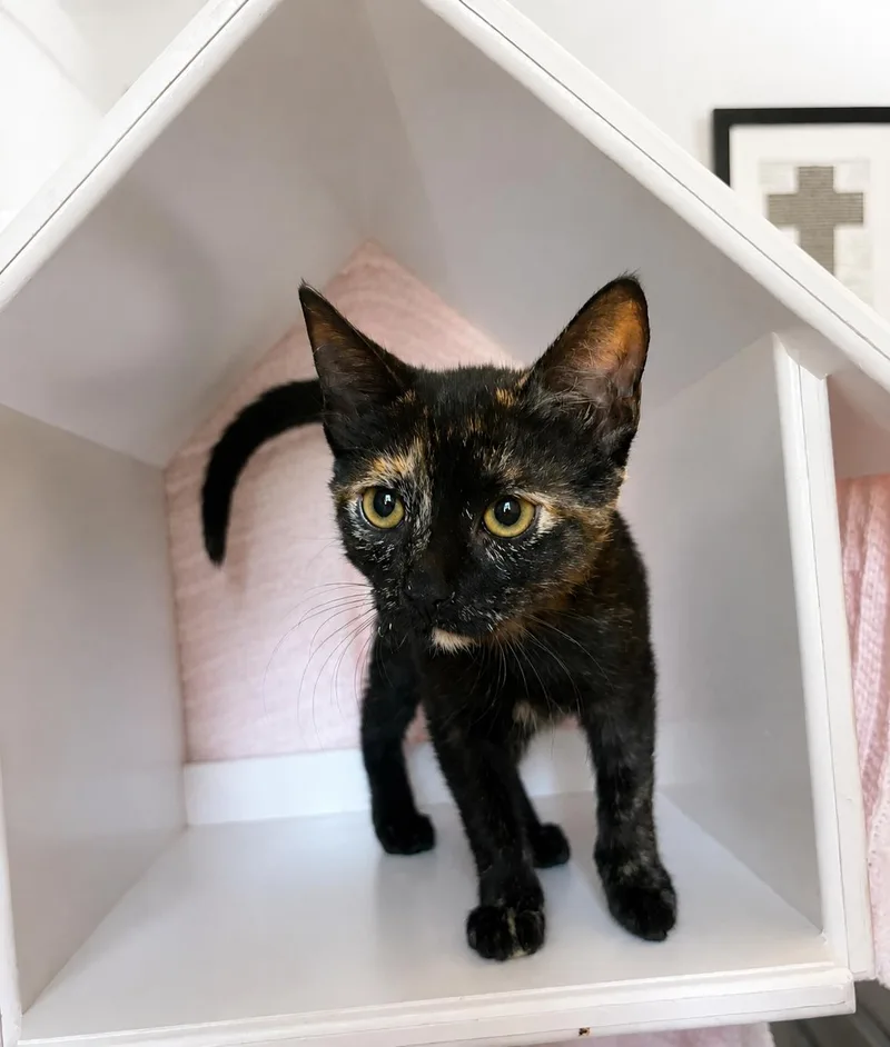 A baby medium-sized female Tortoiseshell cat named Monroe for adoption in Cypress, TX