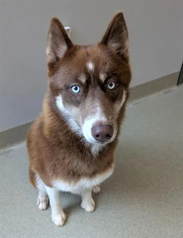 A young large-sized female Siberian Husky dog named Kira for adoption in San Martin, CA